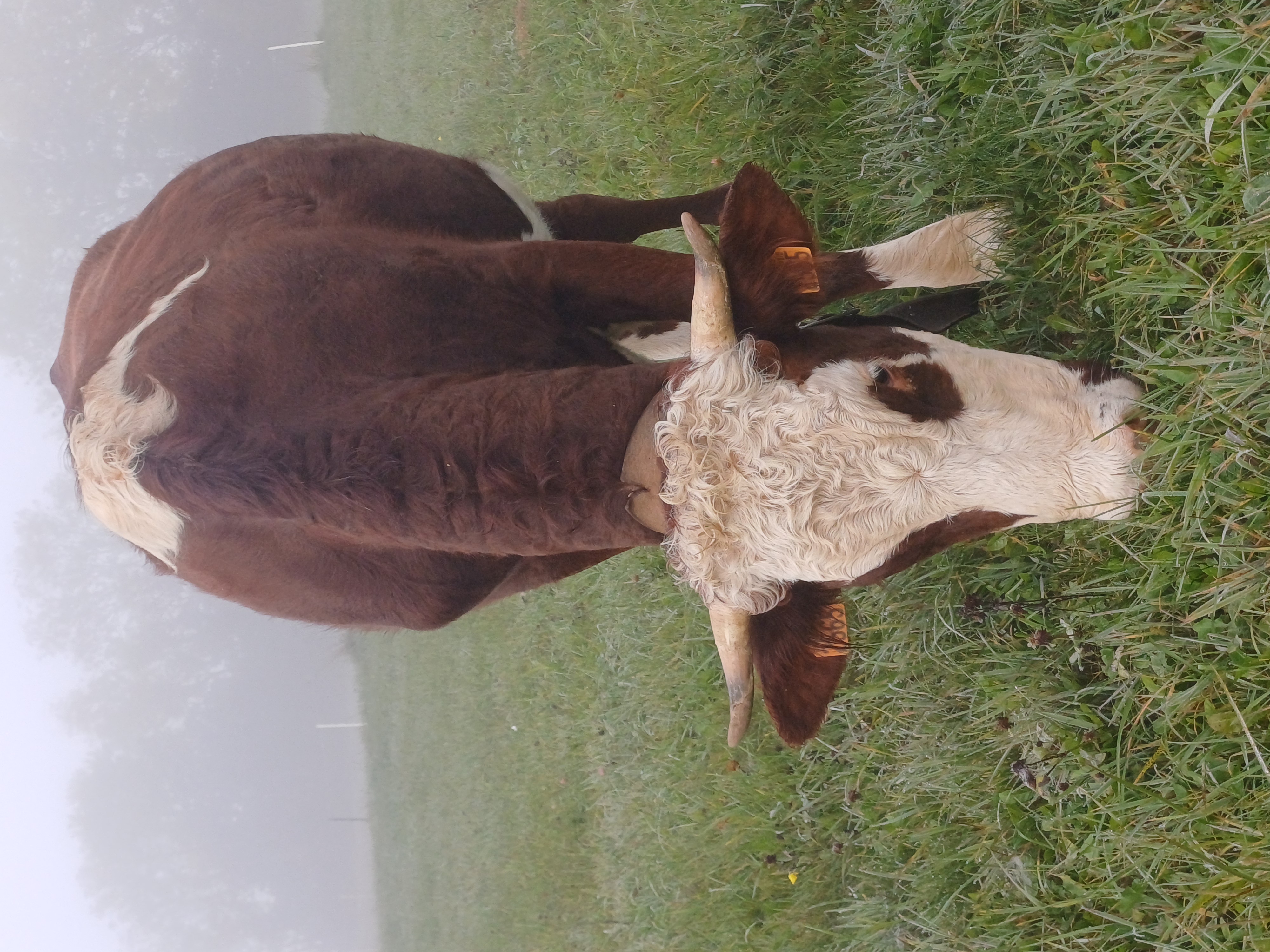 Troupeau GAEC Normand